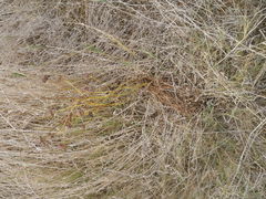 Lichtensteinia obscura