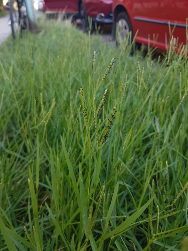 Paspalum distichum iNat (1)