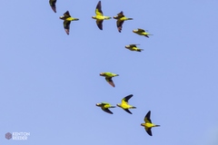 Varied Lorikeet photo 2