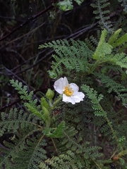 Chamaebatia australis