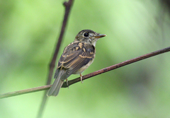 Muscicapa muttui
