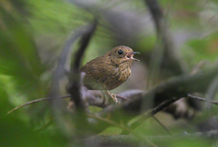 Pnoepyga pusilla