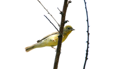 Emberiza sulphurata