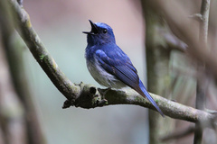 Cyornis hainanus
