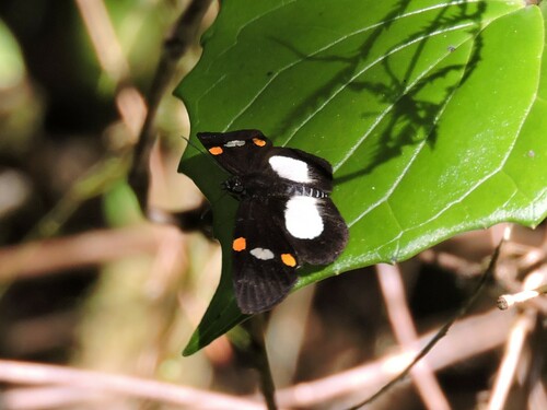 Charidia empolaeus