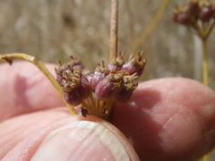 Lichtensteinia obscura