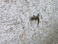 Sphaerodactylus difficilis