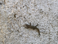 Sphaerodactylus difficilis