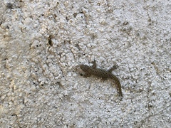 Sphaerodactylus difficilis
