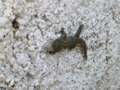 Sphaerodactylus difficilis
