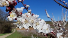 Prunus armeniaca