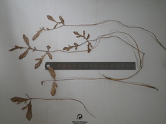 Lichtensteinia obscura