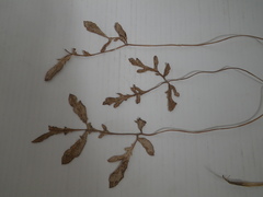 Lichtensteinia obscura