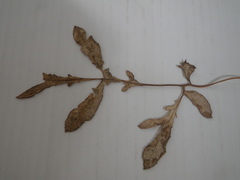 Lichtensteinia obscura