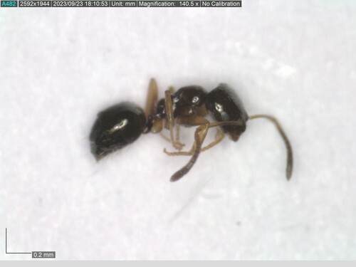 Plagiolepis pictipesPlagiolepis pictipes