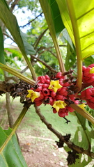 Pentagonia macrophylla