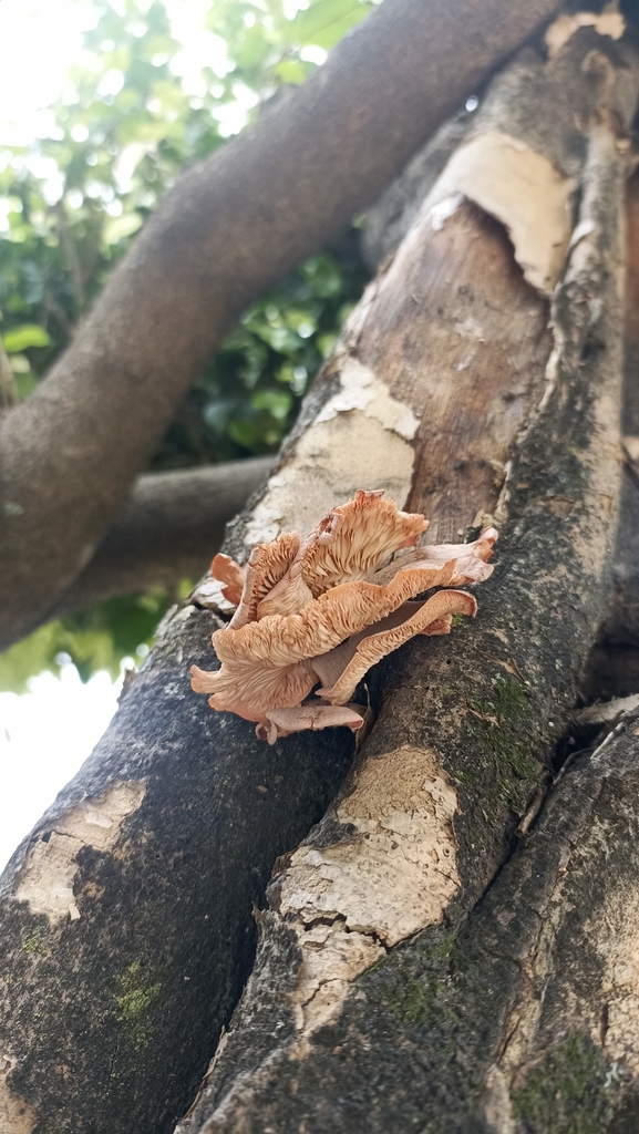 Pleurotus djamor · September 2023 · photo: © gabrieljovencio (iNaturalist, cc-by)