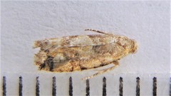 Zeiraphera canadensis