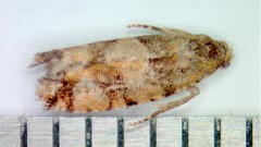 Zeiraphera canadensis