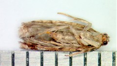 Zeiraphera canadensis