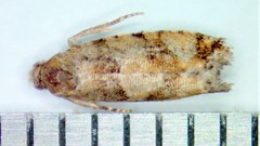 Zeiraphera canadensis