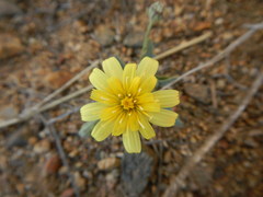 Malacothrix fendleri