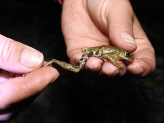 Catharina Snouted Treefrog photo 4