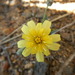 Fendler's Desertdandelion - Photo (c) phacelialinearis, some rights reserved (CC BY-NC), uploaded by phacelialinearis