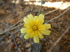 Fendler's Desertdandelion - Photo (c) phacelialinearis, some rights reserved (CC BY-NC), uploaded by phacelialinearis