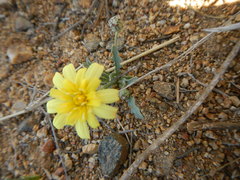 Malacothrix fendleri