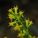 Slender Goldenrod - Photo (c) Michael J. Papay, some rights reserved (CC BY), uploaded by Michael J. Papay