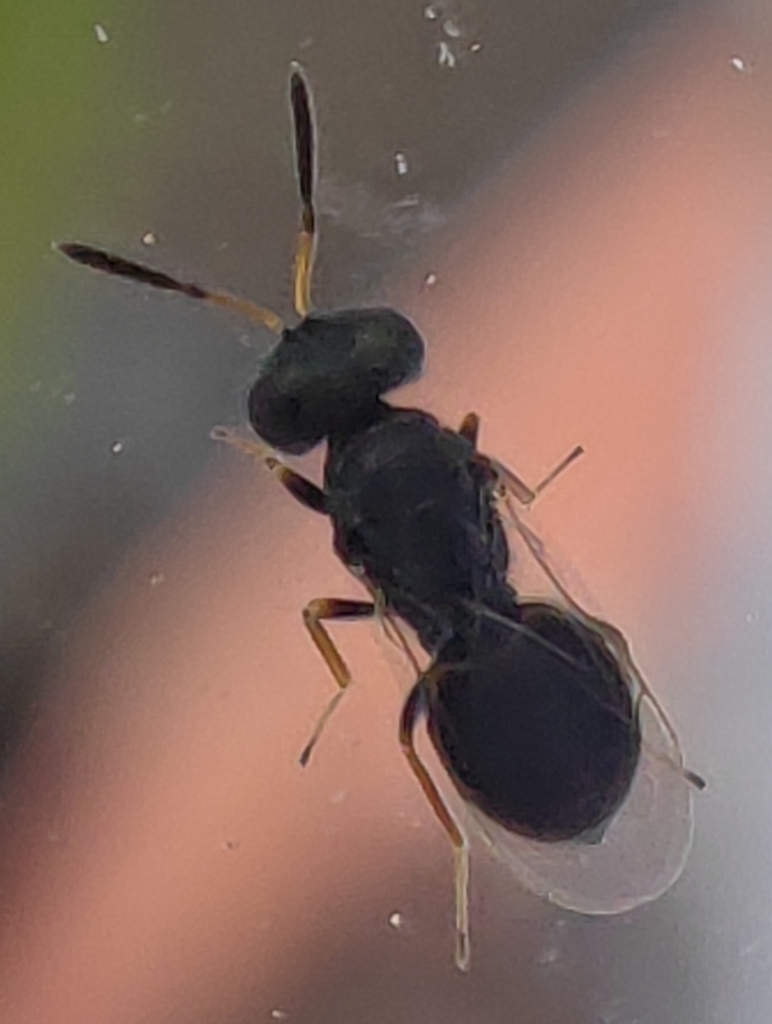 Stenomalina gracilis