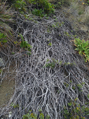 Pittosporum serpentinum
