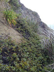 Pittosporum serpentinum