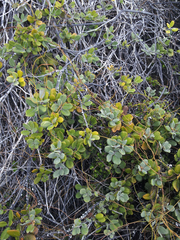 Pittosporum serpentinum
