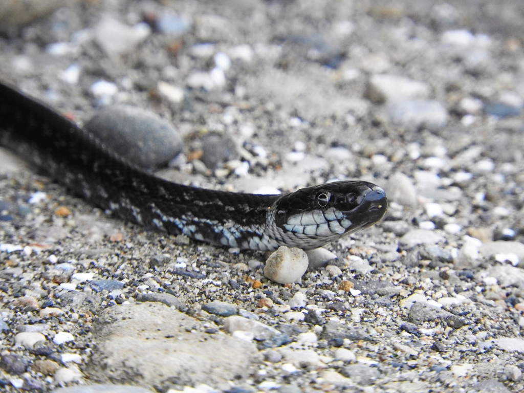Persian Rat Snake