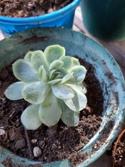 Echeveria elegans