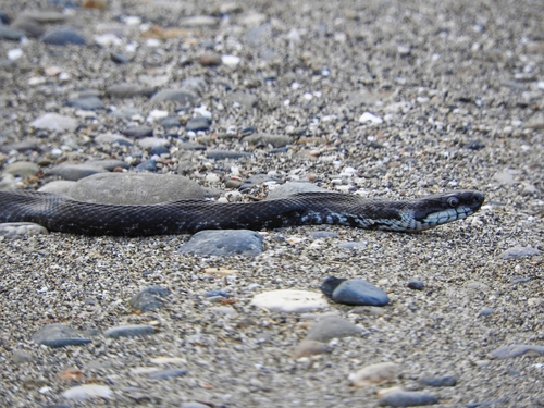 Persian Ratsnake