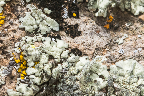 Xanthoparmelia maricopensis image
