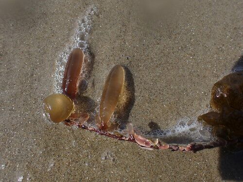 Image of Chrysymenia brownii by (c) ttsquid, some rights reserved (CC BY)