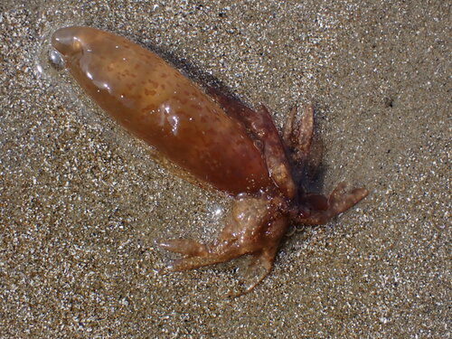 Image of Chrysymenia brownii by (c) ttsquid, some rights reserved (CC BY)