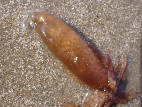 Image of Chrysymenia brownii by (c) ttsquid, some rights reserved (CC BY)