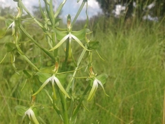 Habenaria rautaneniana