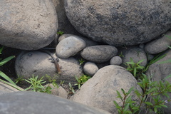 Aspidoscelis guttatus