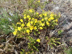 Hypericum microsepalum