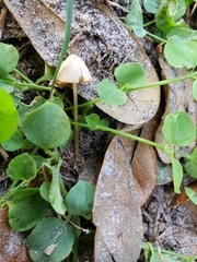 Conocybe apala albipes