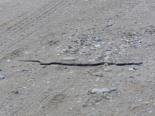 Persian Ratsnake