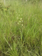 Habenaria rautaneniana