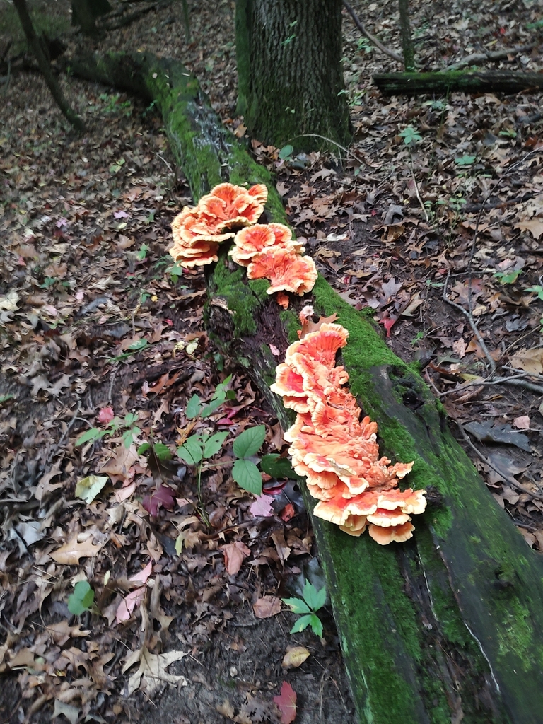 chicken of the woods from Portage, MI 49024, USA on September 28, 2023