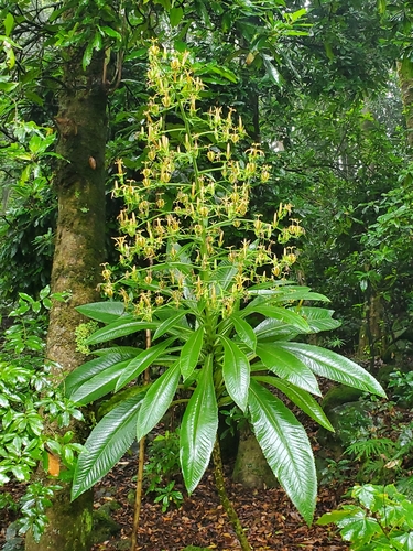 Musschia wollastonii Lowe